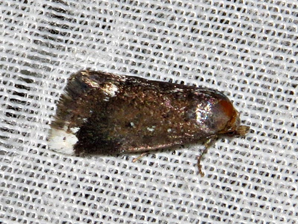 /filer/webapps/moths/media/images/A/apicata_Eublemma_A_Braun_01.jpg