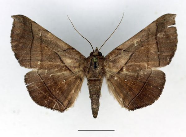 /filer/webapps/moths/media/images/A/apicata_Gorua_AF_Aulombard.jpg