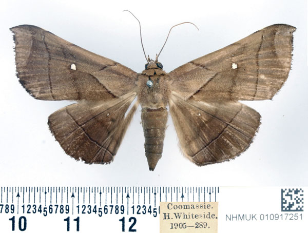 /filer/webapps/moths/media/images/A/apicata_Gorua_AF_BMNH.jpg