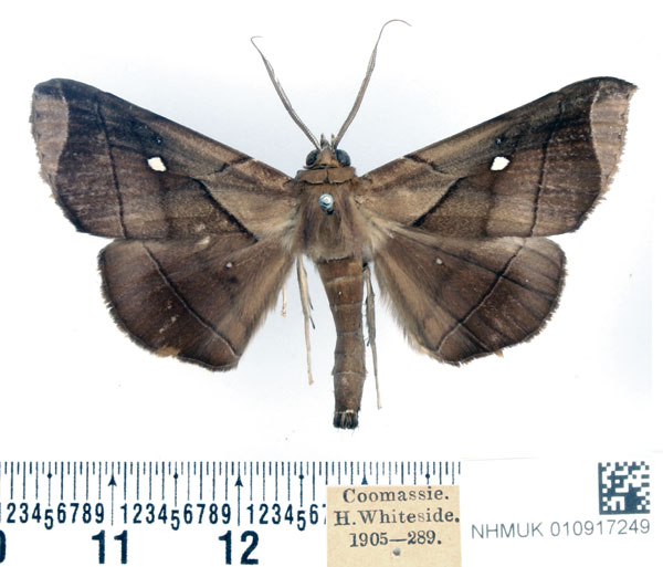 /filer/webapps/moths/media/images/A/apicata_Gorua_AM_BMNH.jpg