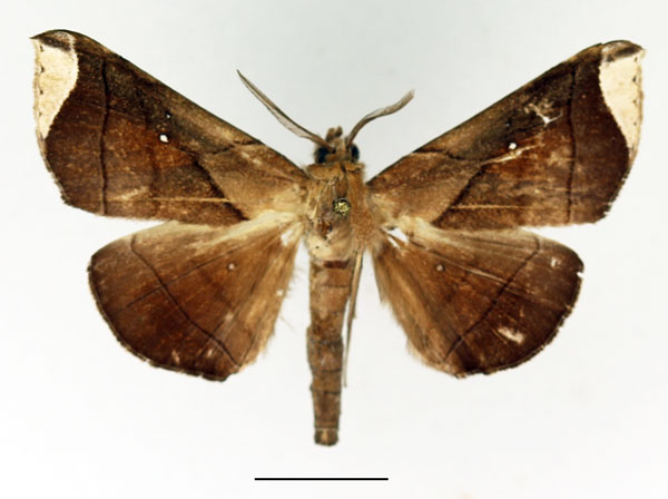 /filer/webapps/moths/media/images/A/apicata_Gorua_AM_Basquin.jpg