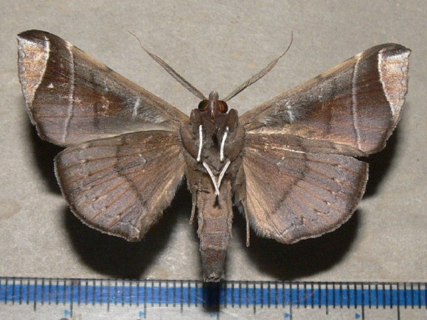 /filer/webapps/moths/media/images/A/apicata_Gorua_AM_Goffb_01.jpg