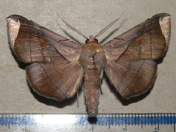 /filer/webapps/moths/media/images/A/apicata_Gorua_A_Goff_01.jpg