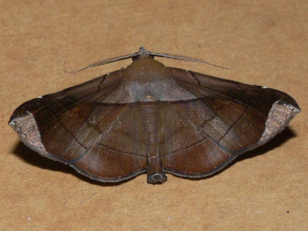 /filer/webapps/moths/media/images/A/apicata_Gorua_A_Goff_02.jpg