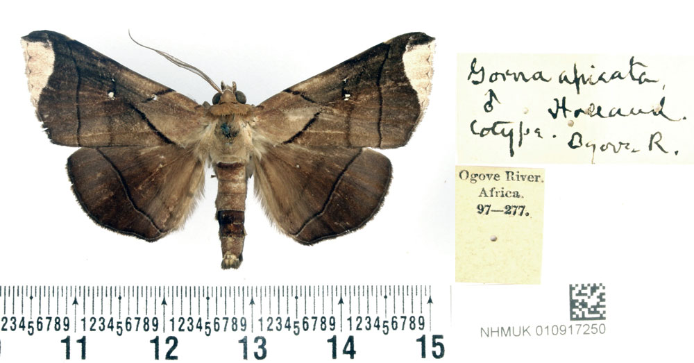 /filer/webapps/moths/media/images/A/apicata_Gorua_PTM_BMNH.jpg