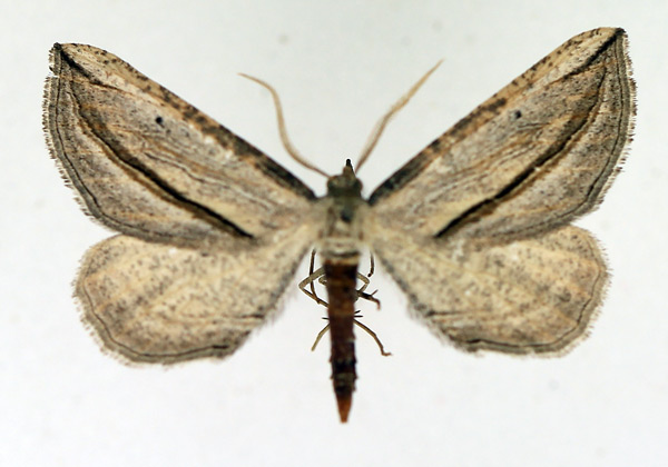 /filer/webapps/moths/media/images/A/apicata_Hebdomophruda_AM_TMSA_01.jpg