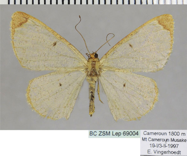 /filer/webapps/moths/media/images/A/apicata_Zamarada_AF_ZSM.jpg
