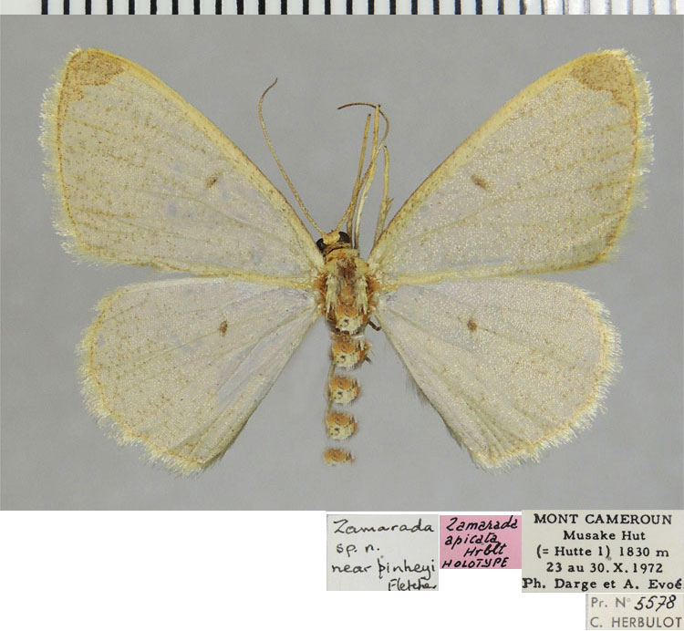 /filer/webapps/moths/media/images/A/apicata_Zamarada_HT_ZSMa.jpg
