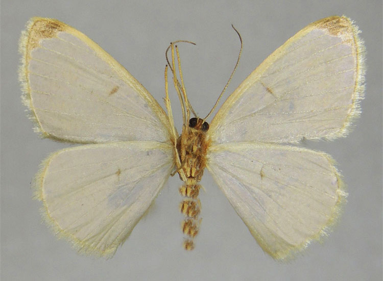 /filer/webapps/moths/media/images/A/apicata_Zamarada_HT_ZSMb.jpg