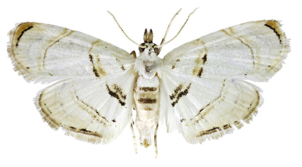 /filer/webapps/moths/media/images/A/apicefulva_Trichophysetis_AF_TMSA.jpg