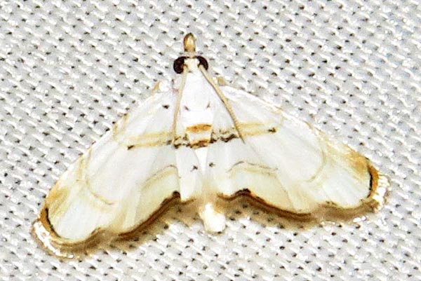 /filer/webapps/moths/media/images/A/apicefulva_Trichophysetis_A_Braun_04.jpg