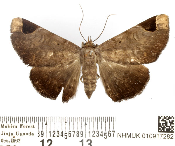 /filer/webapps/moths/media/images/A/apicia_Mecodina_AF_BMNH.jpg