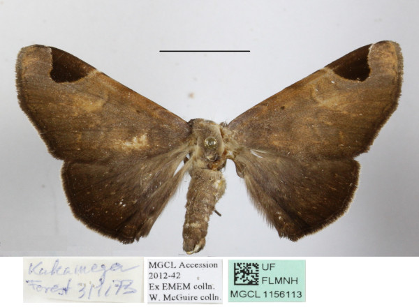 /filer/webapps/moths/media/images/A/apicia_Mecodina_A_MGCLa_01.JPG