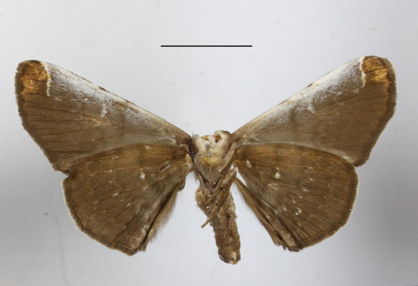 /filer/webapps/moths/media/images/A/apicia_Mecodina_A_MGCLb_01.JPG