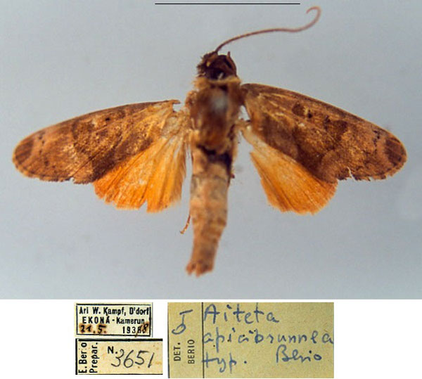 /filer/webapps/moths/media/images/A/apicibrunnea_Aiteta_HT_MSNM.jpg