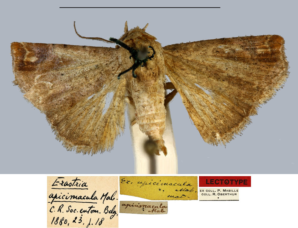 /filer/webapps/moths/media/images/A/apicimacula_Erastria_LT_MNHN.jpg