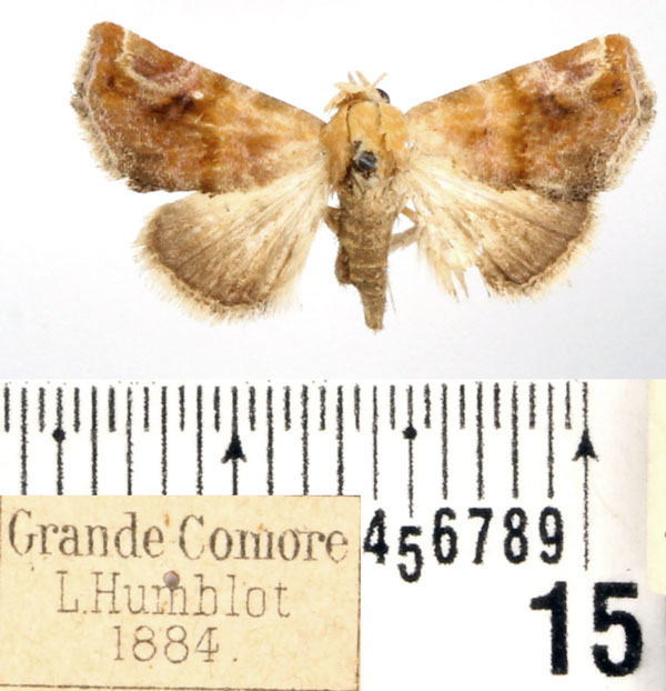 /filer/webapps/moths/media/images/A/apicimacula_Eublemma_AM_BMNH.jpg