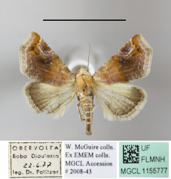 /filer/webapps/moths/media/images/A/apicimacula_Eublemma_A_MGCLa_01.JPG