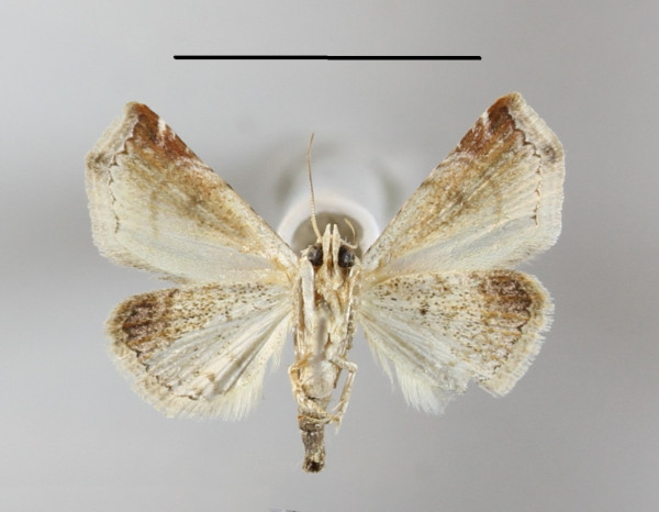 /filer/webapps/moths/media/images/A/apicimacula_Eublemma_A_MGCLb_01.JPG