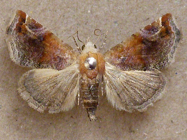 /filer/webapps/moths/media/images/A/apicimacula_Eublemmoides_A_Butler.jpg