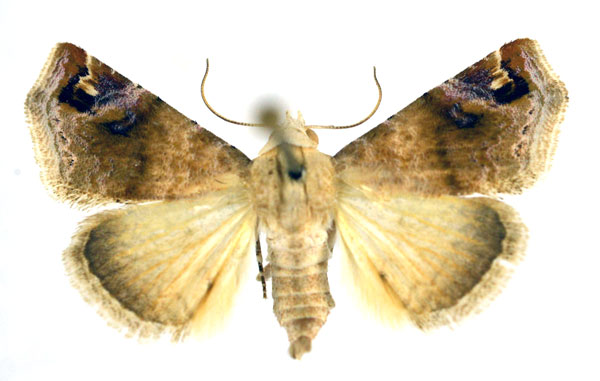 /filer/webapps/moths/media/images/A/apicimacula_Eublemmoides_A_NHMO.jpg