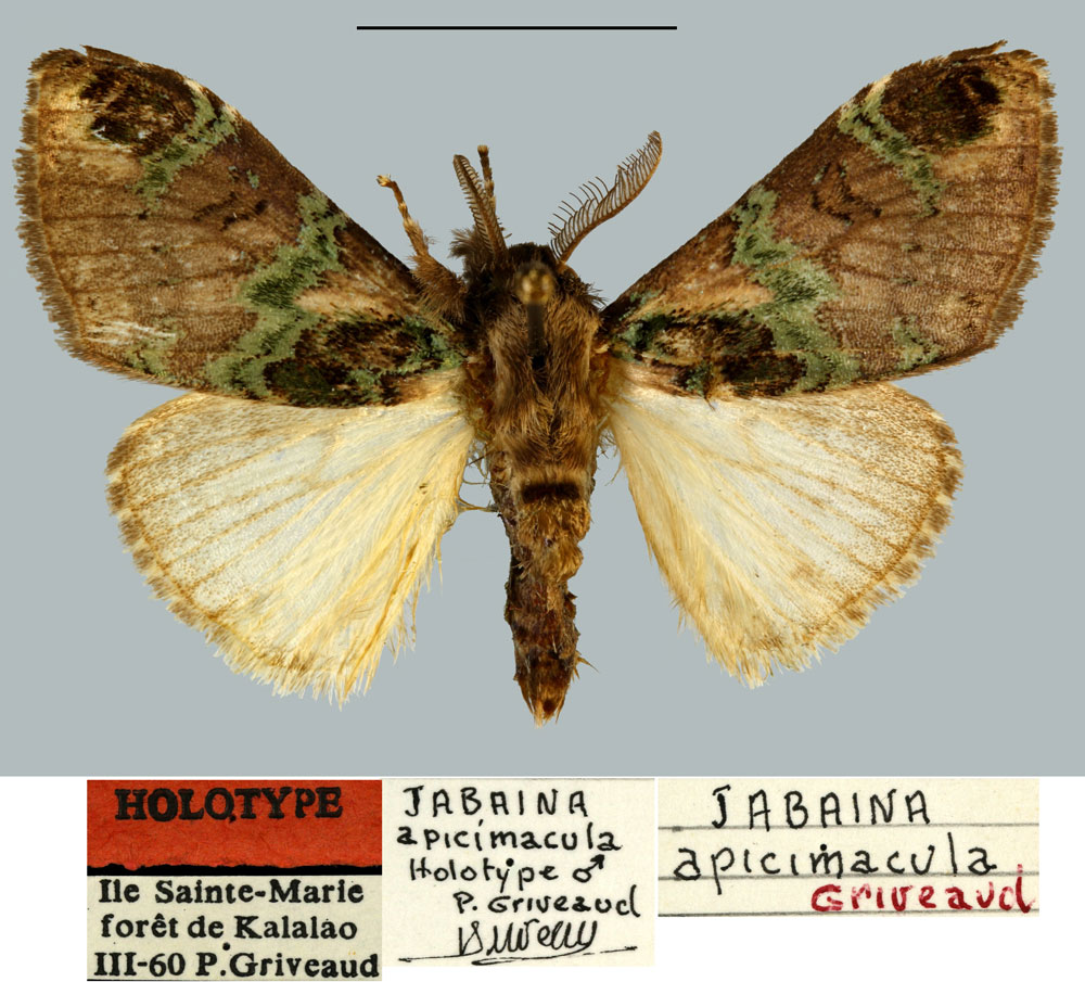 /filer/webapps/moths/media/images/A/apicimacula_Jabaina_HT_MNHN.jpg