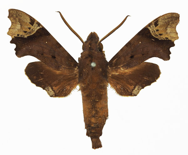 /filer/webapps/moths/media/images/A/apiciplaga_Temnora_AM_Basquin_01a.jpg