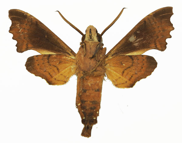 /filer/webapps/moths/media/images/A/apiciplaga_Temnora_AM_Basquin_01b.jpg
