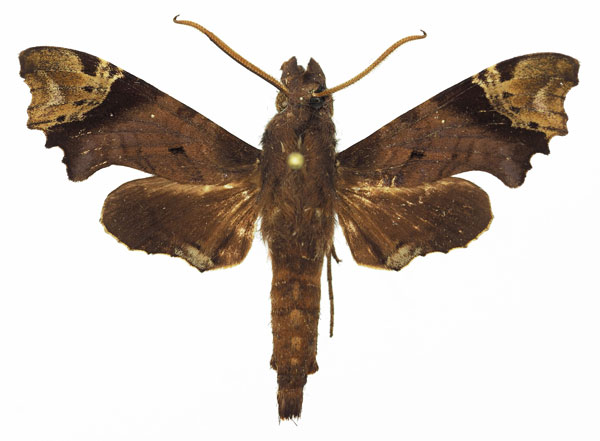 /filer/webapps/moths/media/images/A/apiciplaga_Temnora_AM_Basquin_02a.jpg