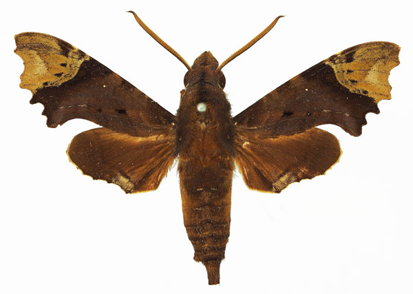 /filer/webapps/moths/media/images/A/apiciplaga_Temnora_AM_Basquin_03a.jpg