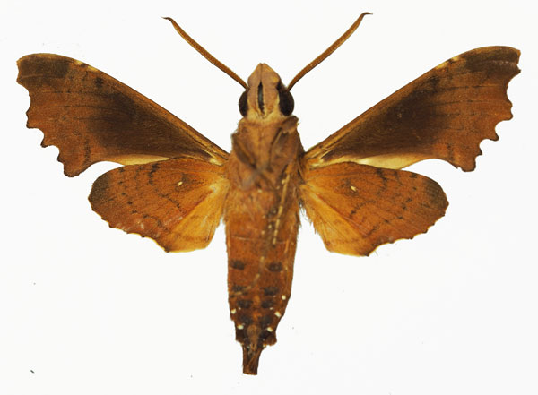 /filer/webapps/moths/media/images/A/apiciplaga_Temnora_AM_Basquin_03b.jpg