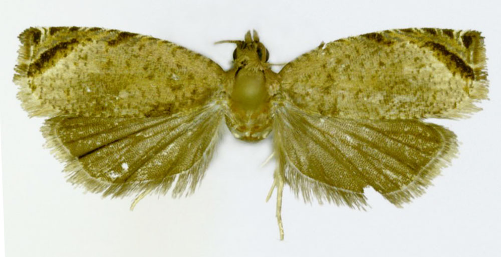 /filer/webapps/moths/media/images/A/apicipuncta_Gnathodracon_HT_ZMJU.jpg