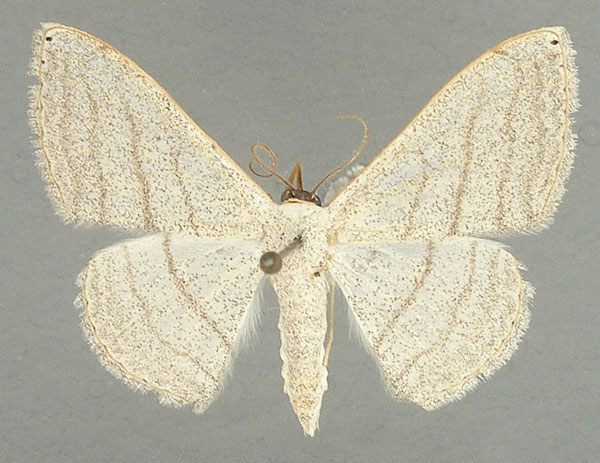 /filer/webapps/moths/media/images/A/apicipuncta_Somatina_AM_TMSA.jpg