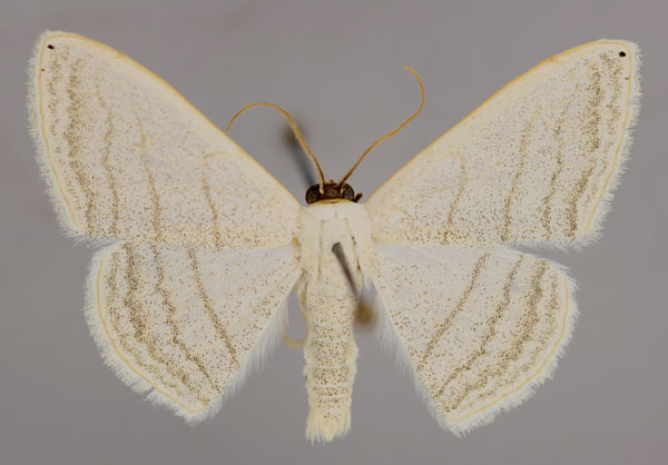 /filer/webapps/moths/media/images/A/apicipuncta_Somatina_A_ZSM_01.jpg