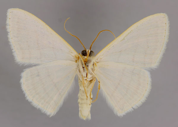/filer/webapps/moths/media/images/A/apicipuncta_Somatina_A_ZSM_02.jpg