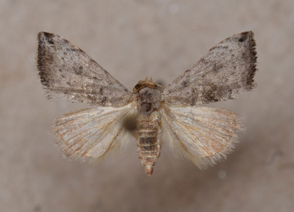 /filer/webapps/moths/media/images/A/apicipunctum_Eublemma_A_Butler.jpg