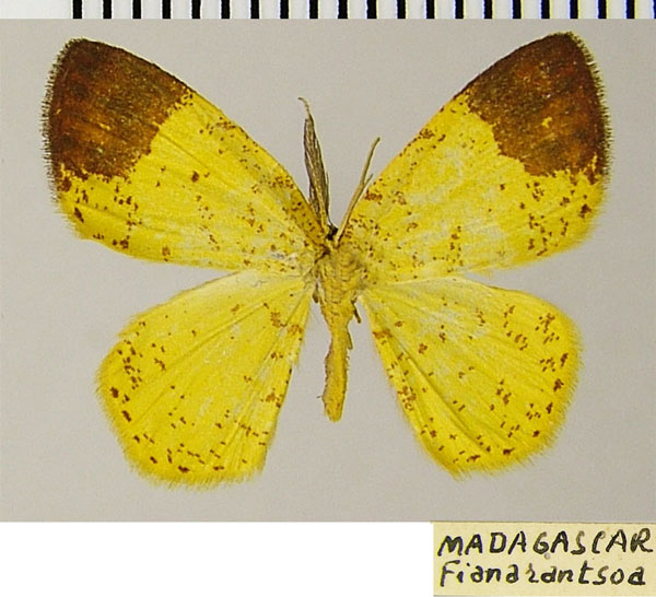 /filer/webapps/moths/media/images/A/apicirubra_Chrysocraspeda_AM_ZSMa.jpg