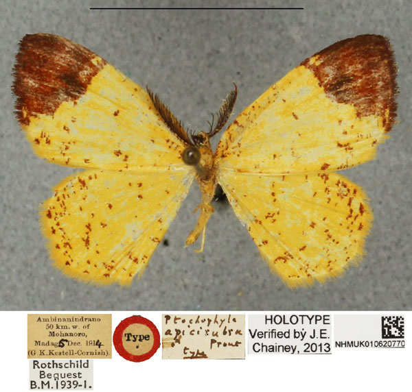 /filer/webapps/moths/media/images/A/apicirubra_Ptochophyle_HT_NHMUKa.jpg