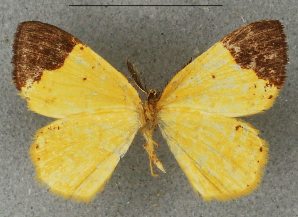 /filer/webapps/moths/media/images/A/apicirubra_Ptochophyle_HT_NHMUKb.jpg