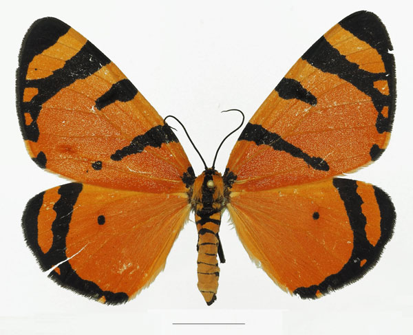 /filer/webapps/moths/media/images/A/apicisecta_Callioratis_AM_Basquin.jpg