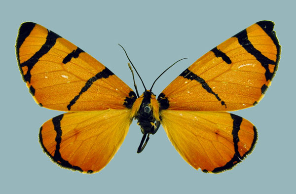 /filer/webapps/moths/media/images/A/apicisecta_Callioratis_A_Staude.jpg