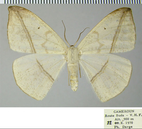 /filer/webapps/moths/media/images/A/apicitincta_Acrostatheusis_AF_ZSM_01.jpg