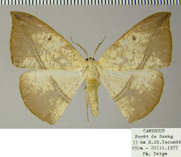 /filer/webapps/moths/media/images/A/apicitincta_Acrostatheusis_AF_ZSM_02.jpg
