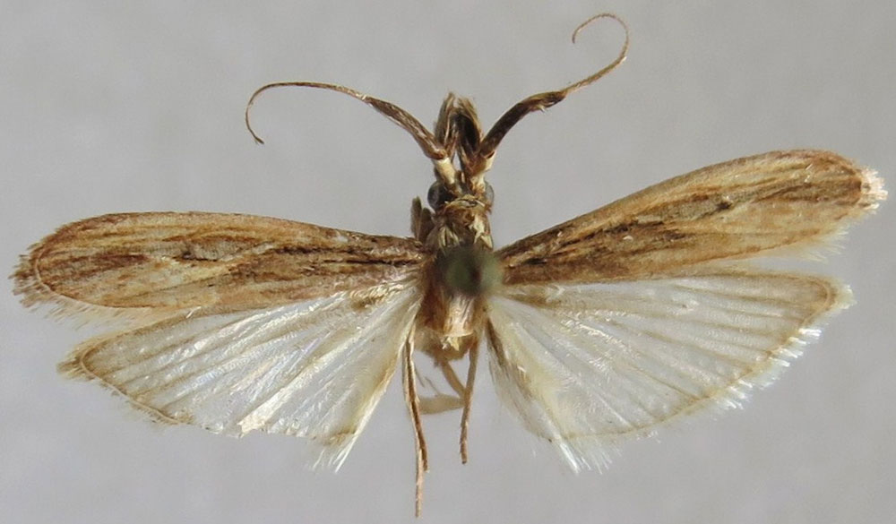 /filer/webapps/moths/media/images/A/apidis_Balinskyia_HT_MNHN.jpg
