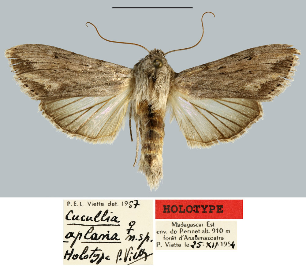 /filer/webapps/moths/media/images/A/aplana_Cucullia_HT_MNHN.jpg