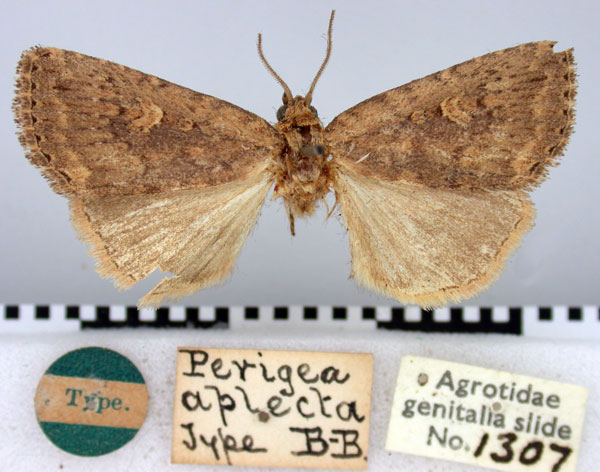 /filer/webapps/moths/media/images/A/aplecta_Perigea_HT_BMNH.jpg