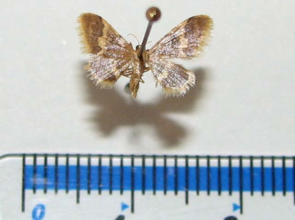 /filer/webapps/moths/media/images/A/apoa_Idaea_A_Goff_01.jpg