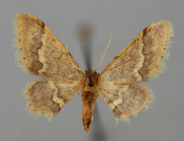 /filer/webapps/moths/media/images/A/apoa_Idaea_A_ZSM_01.jpg