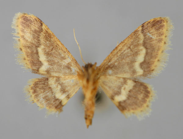 /filer/webapps/moths/media/images/A/apoa_Idaea_A_ZSM_02.jpg
