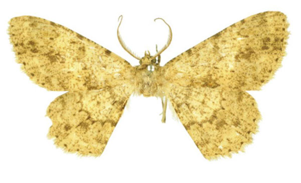 /filer/webapps/moths/media/images/A/apodosima_Racotis_HT_BMNH.jpg